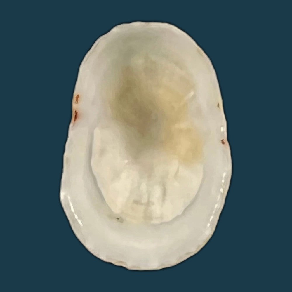 eoacmaea-pustulata-helbling-1779-17-3mm-copia
