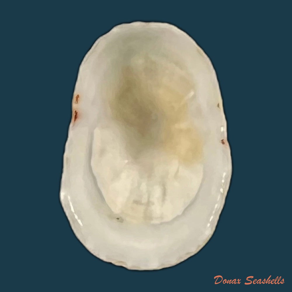 eoacmaea-pustulata-helbling-1779-17-3mm-copia