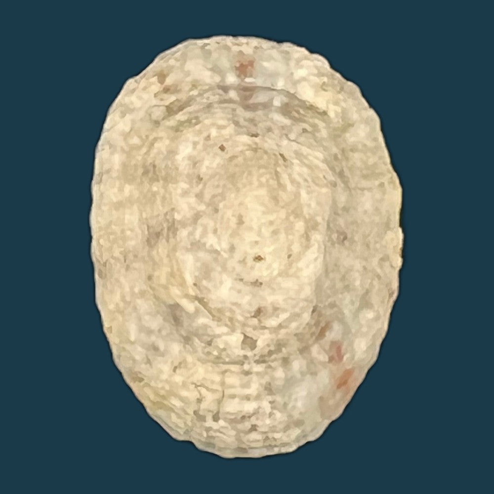 eoacmaea-pustulata-helbling-1779-19-5mm-copia