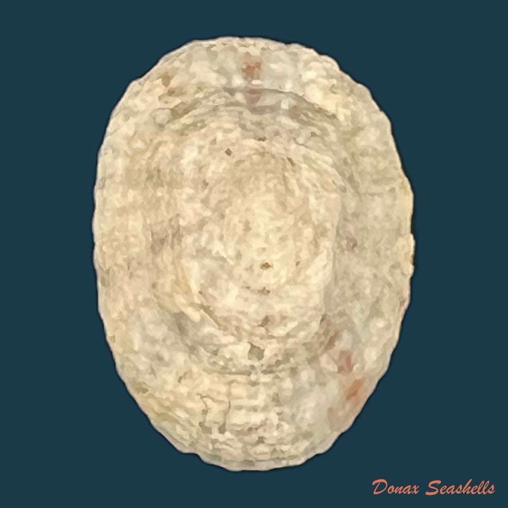 eoacmaea-pustulata-helbling-1779-19-5mm-copia