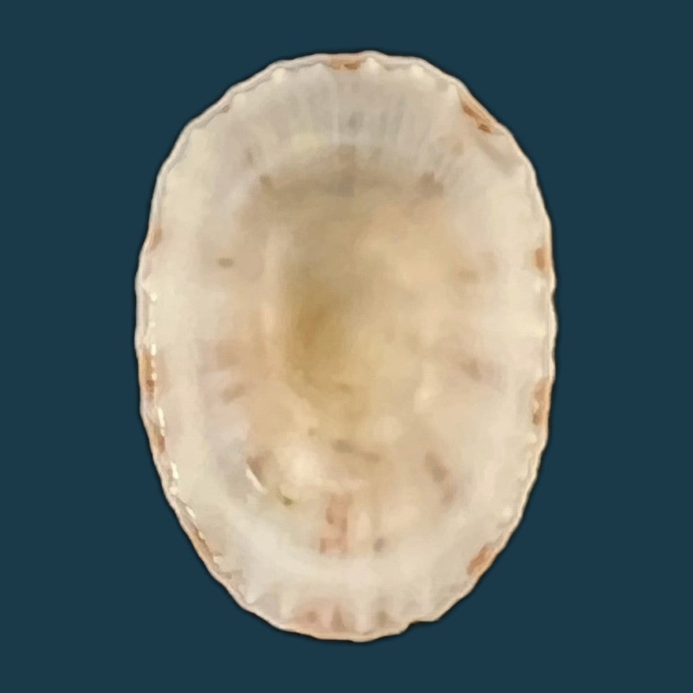 eoacmaea-pustulata-helbling-1779-19-5mm-copia
