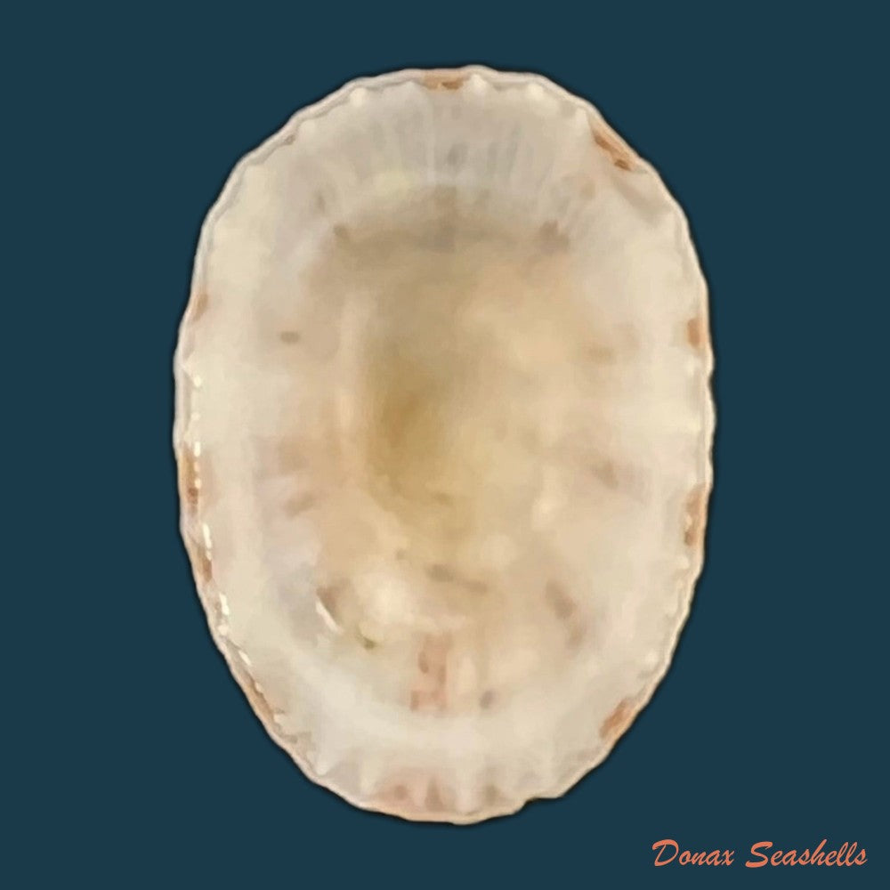 eoacmaea-pustulata-helbling-1779-19-5mm-copia