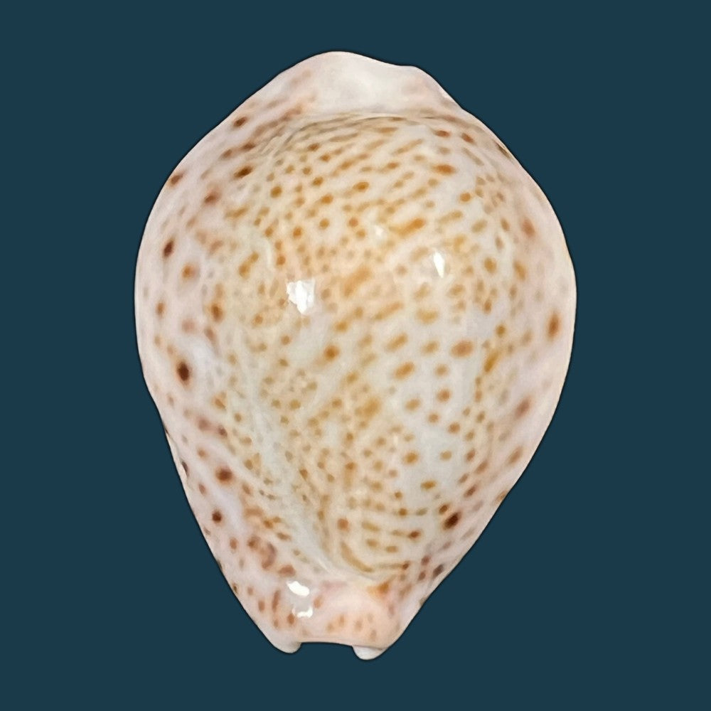 erosaria-acicularis-gmelin-1791-24-8mm-copia