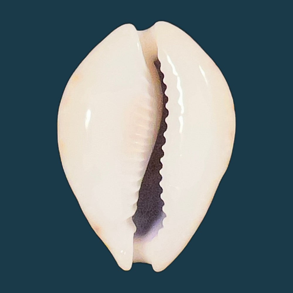 erosaria-acicularis-gmelin-1791-24-8mm-copia