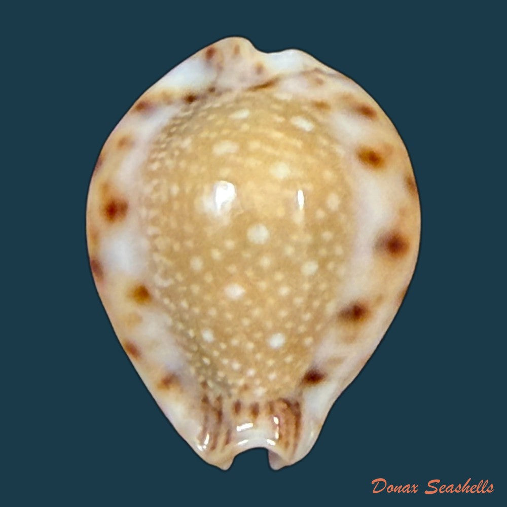 erosaria-lamarckii-redimita-melvill-1888-21-4mm-copia