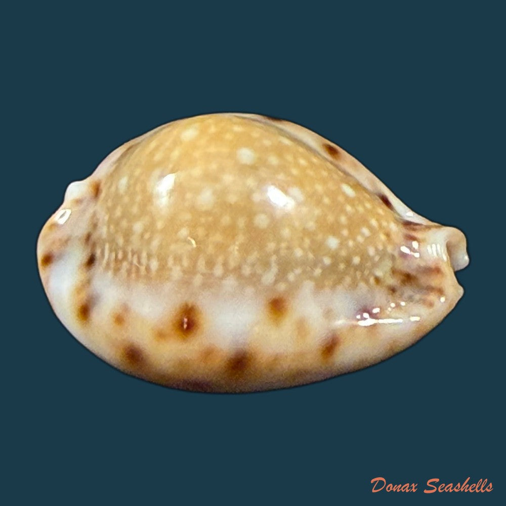 erosaria-lamarckii-redimita-melvill-1888-21-4mm-copia