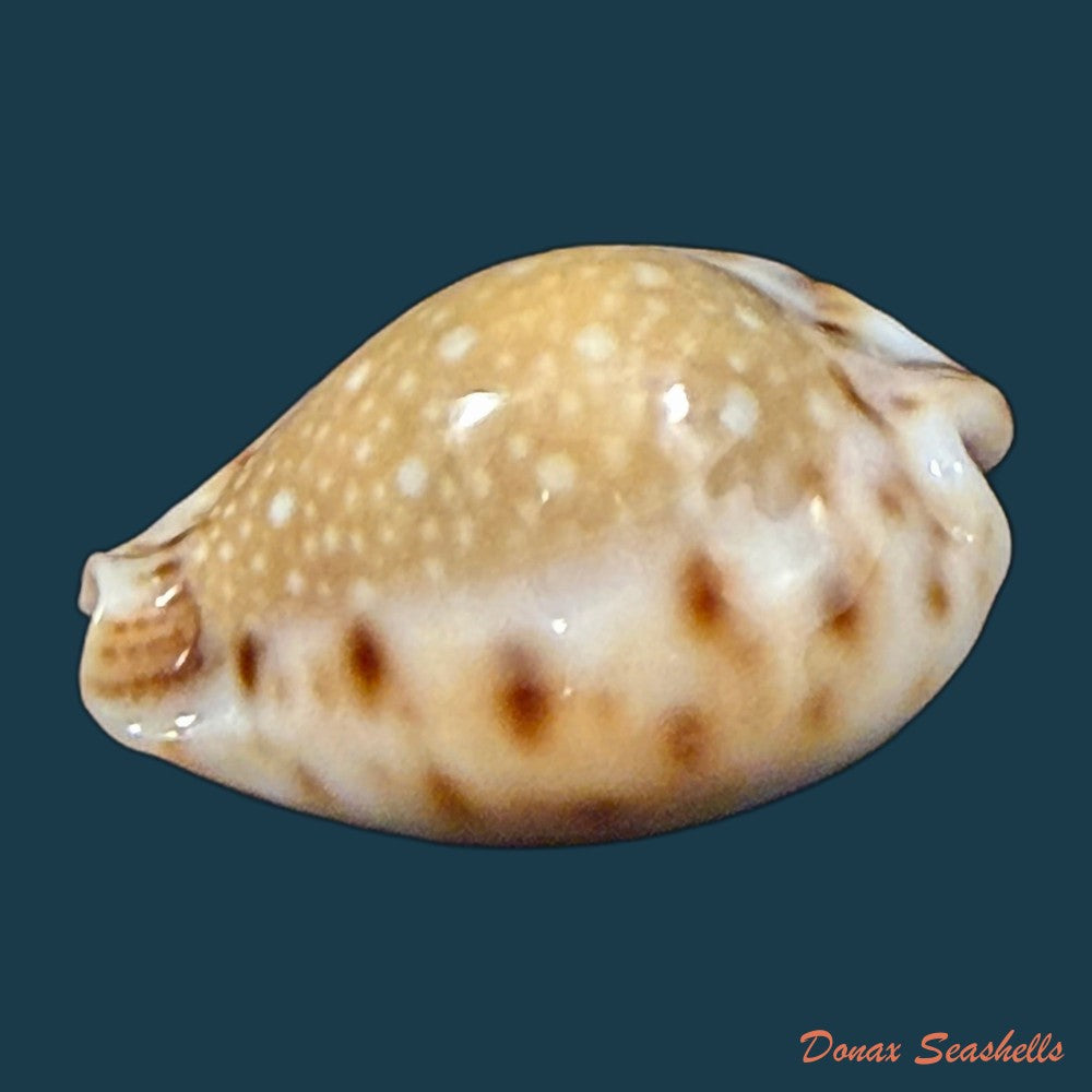 erosaria-lamarckii-redimita-melvill-1888-21-4mm-copia