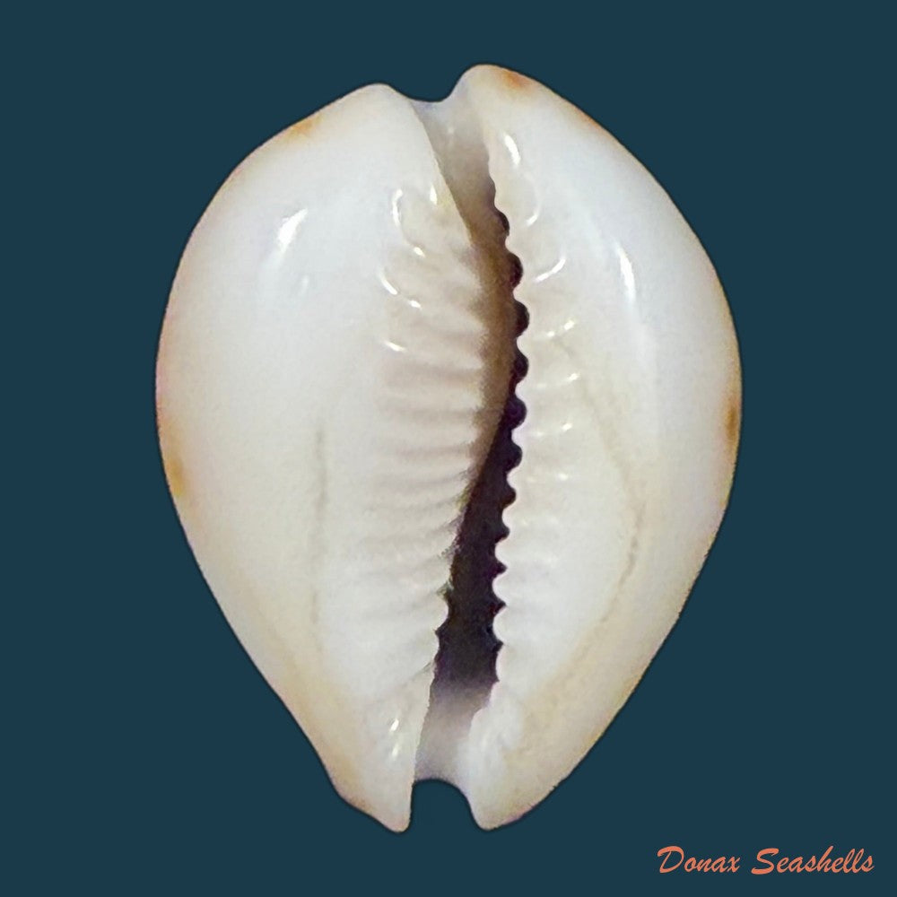erosaria-lamarckii-redimita-melvill-1888-21-4mm-copia
