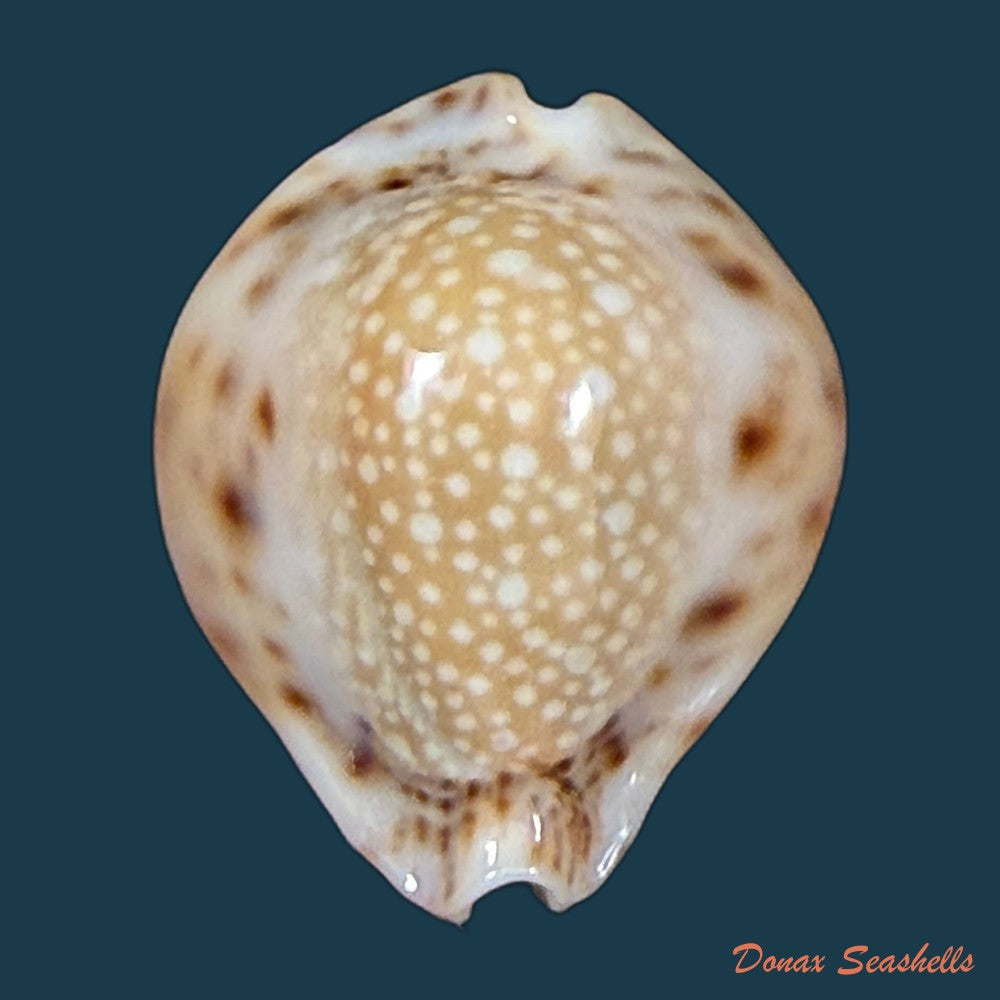 erosaria-lamarckii-redimita-melvill-1888-24-7mm-copia