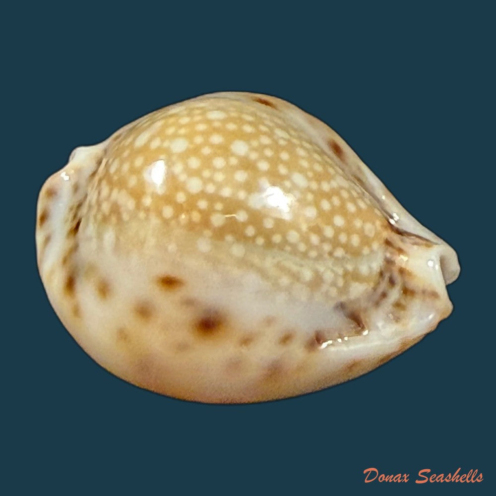 erosaria-lamarckii-redimita-melvill-1888-24-7mm-copia