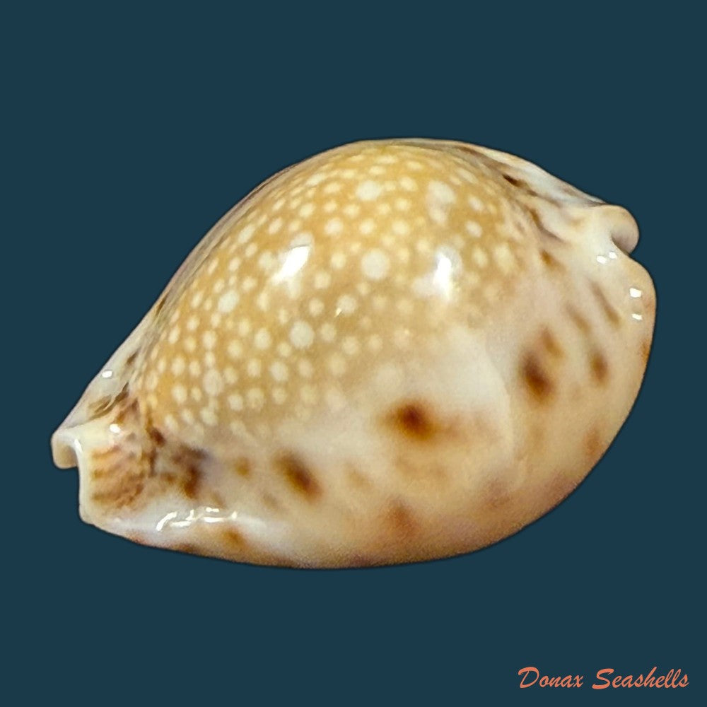 erosaria-lamarckii-redimita-melvill-1888-24-7mm-copia
