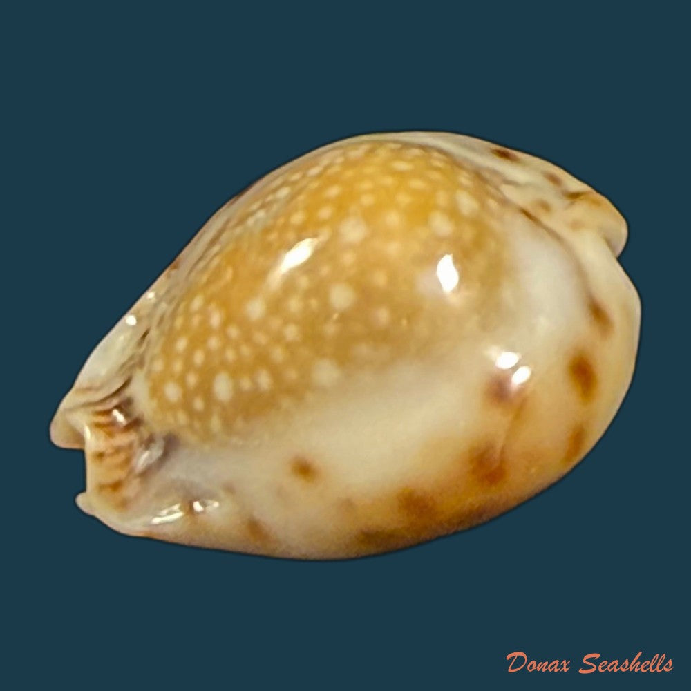 erosaria-lamarckii-redimita-melvill-1888-25-4mm-copia