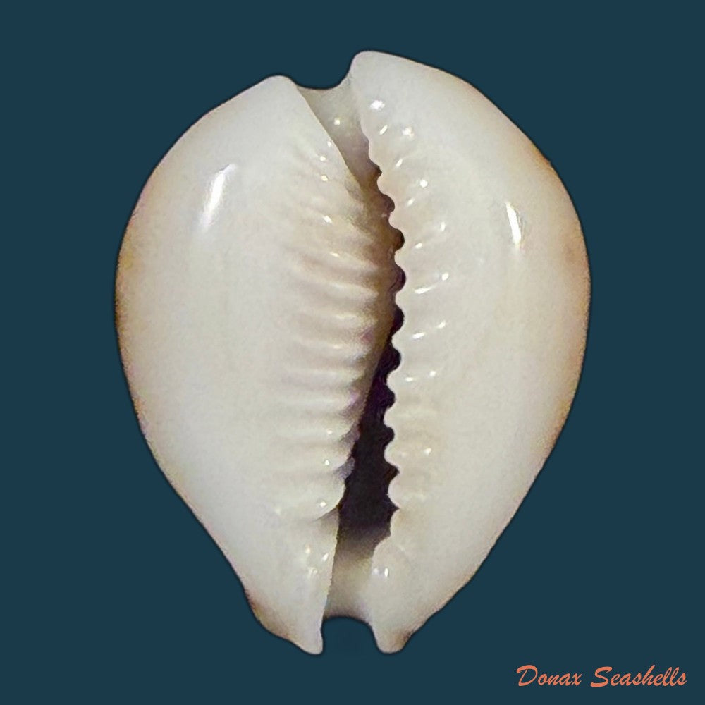 erosaria-lamarckii-redimita-melvill-1888-25-4mm-copia