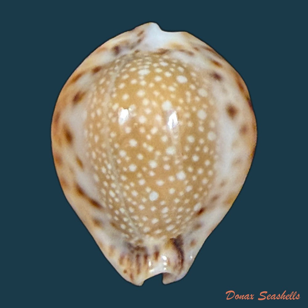 erosaria-lamarckii-redimita-melvill-1888-26-4mm-copia