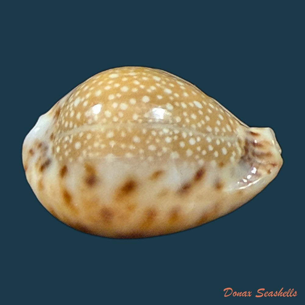 erosaria-lamarckii-redimita-melvill-1888-26-4mm-copia