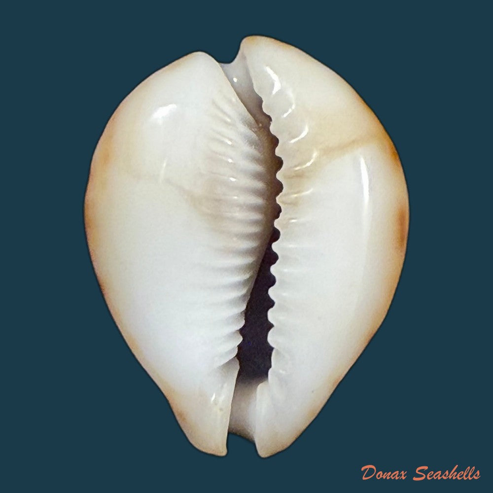 erosaria-lamarckii-redimita-melvill-1888-26-4mm-copia