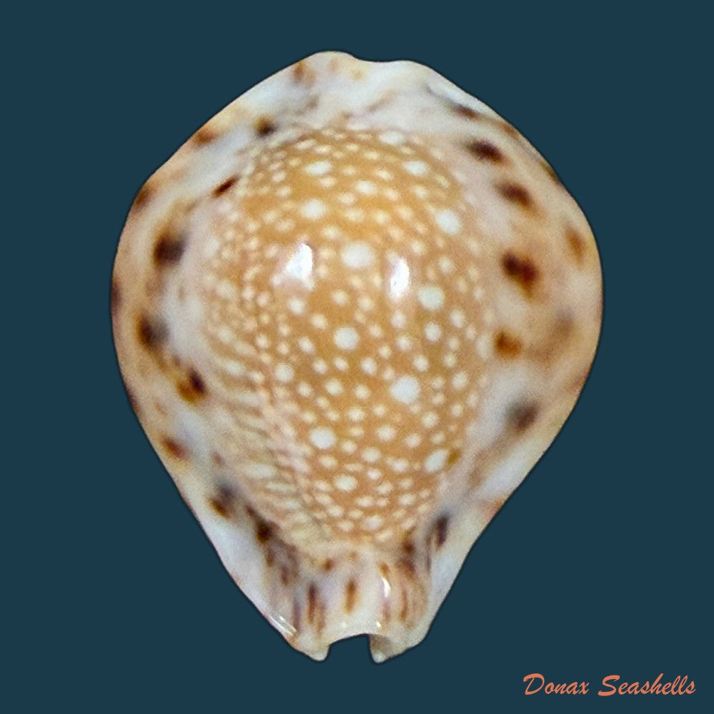 erosaria-lamarckii-redimita-melvill-1888-27-2mm-copia