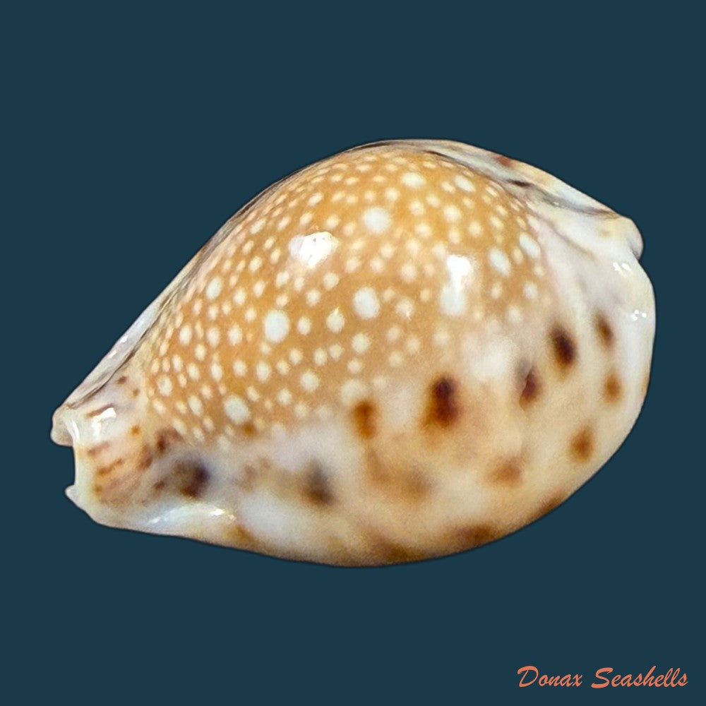 erosaria-lamarckii-redimita-melvill-1888-27-2mm-copia