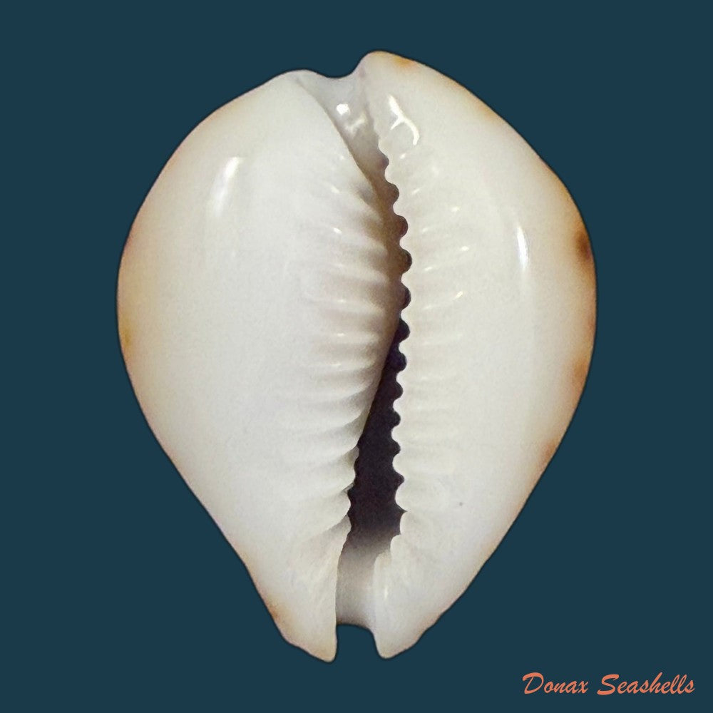 erosaria-lamarckii-redimita-melvill-1888-27-2mm-copia