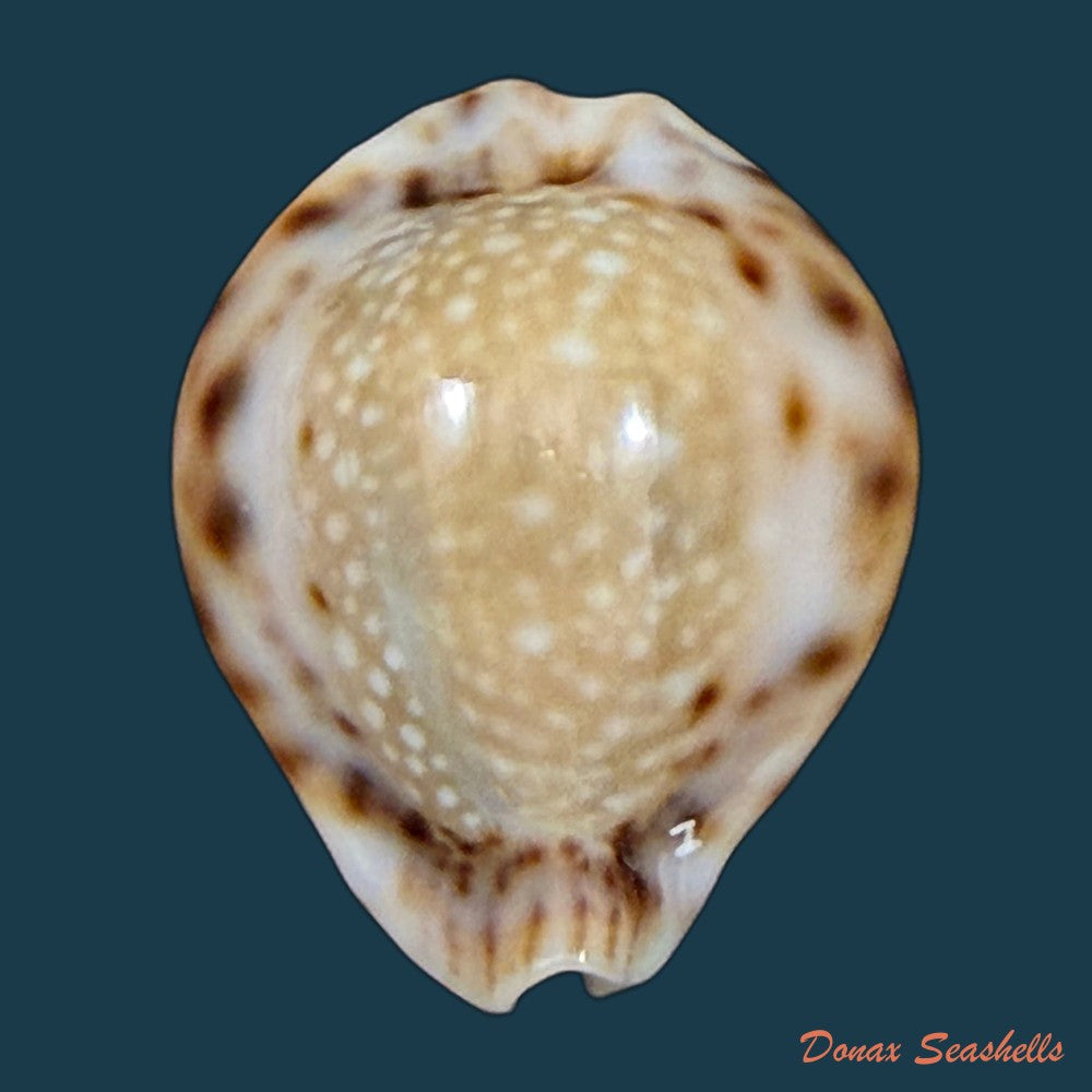 erosaria-lamarckii-redimita-melvill-1888-27-5mm-copia