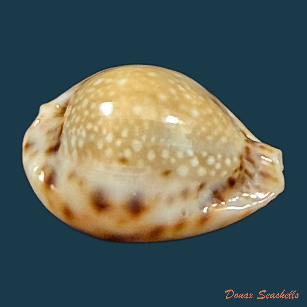 erosaria-lamarckii-redimita-melvill-1888-27-5mm-copia