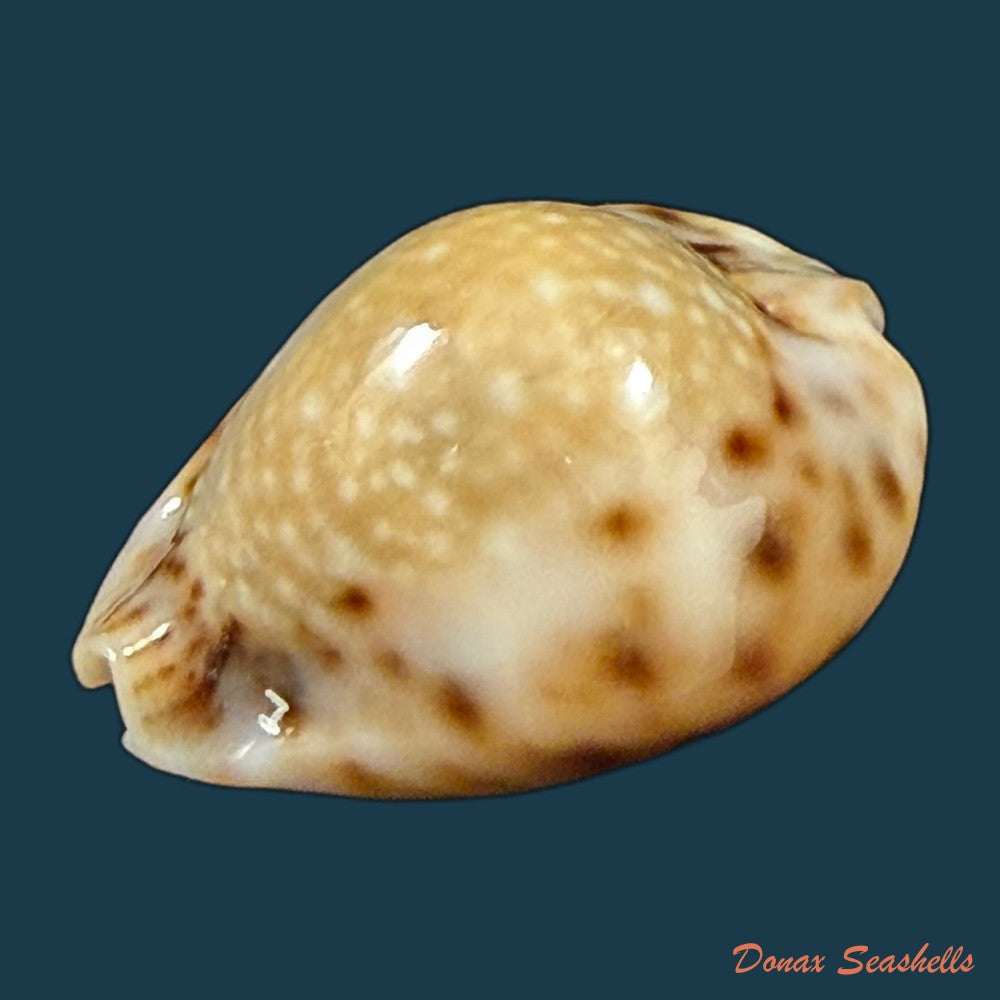 erosaria-lamarckii-redimita-melvill-1888-27-5mm-copia