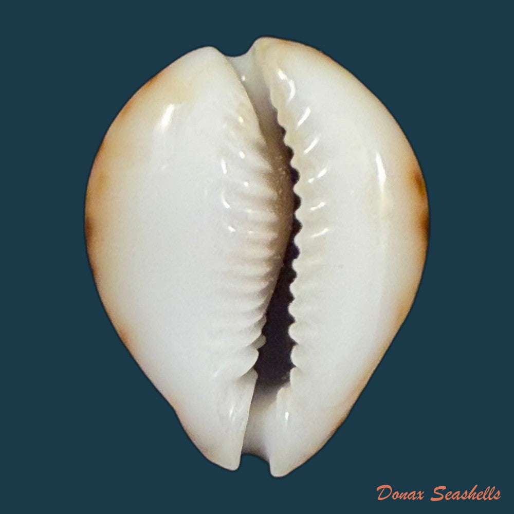 erosaria-lamarckii-redimita-melvill-1888-27-5mm-copia