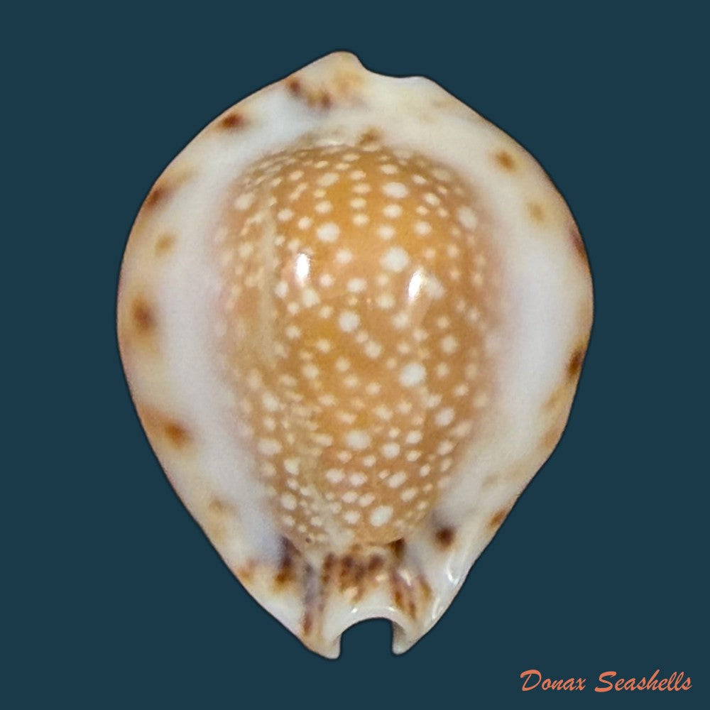 erosaria-lamarckii-redimita-melvill-1888-29-5mm-copia