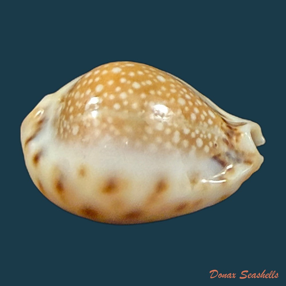 erosaria-lamarckii-redimita-melvill-1888-29-5mm-copia