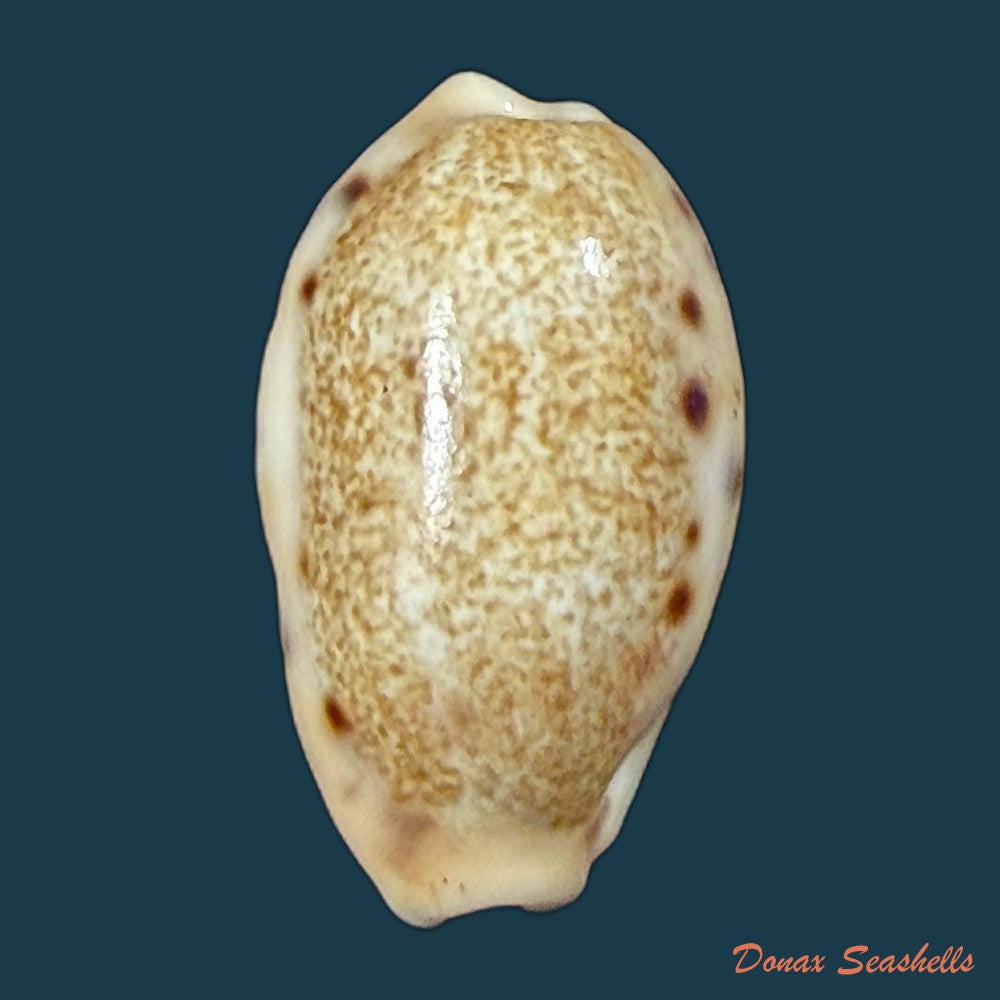 erronea-caurica-linnaeus-1758-26-6mm-copia