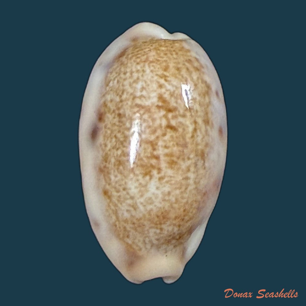 erronea-caurica-linnaeus-1758-26-7mm-copia