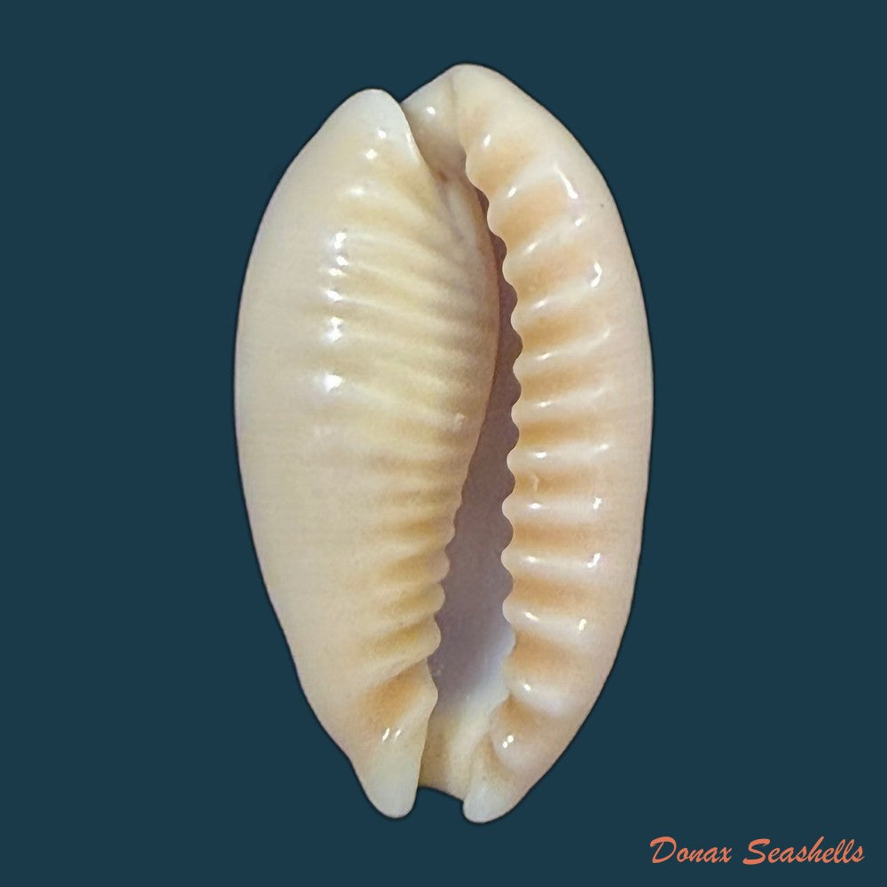 erronea-caurica-linnaeus-1758-26-7mm-copia