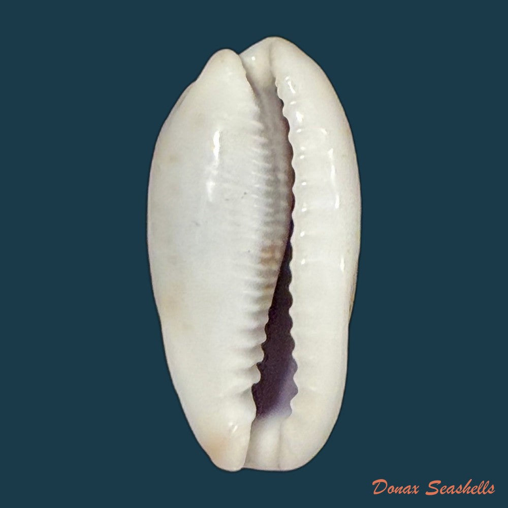 erronea-cylindrica-born-1778-30-1mm-copia