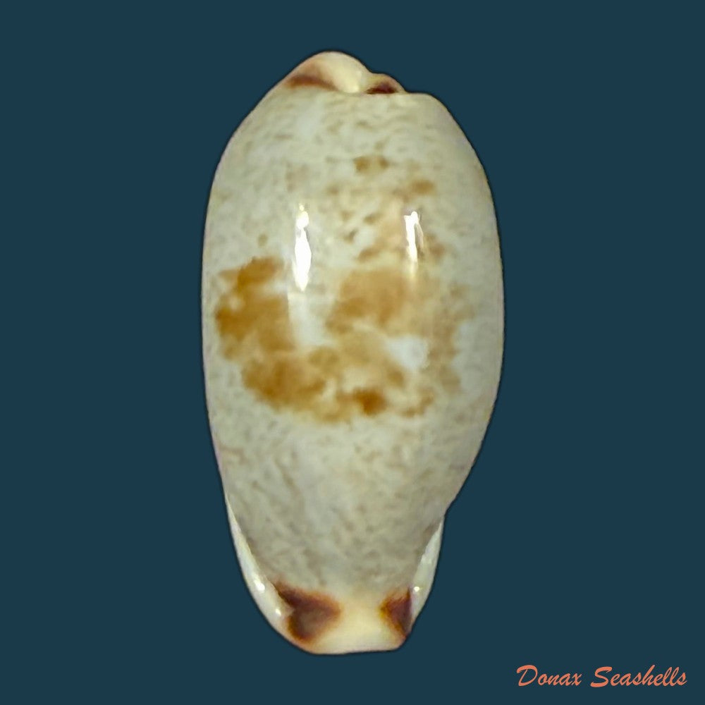 erronea-cylindrica-born-1778-31mm-copia