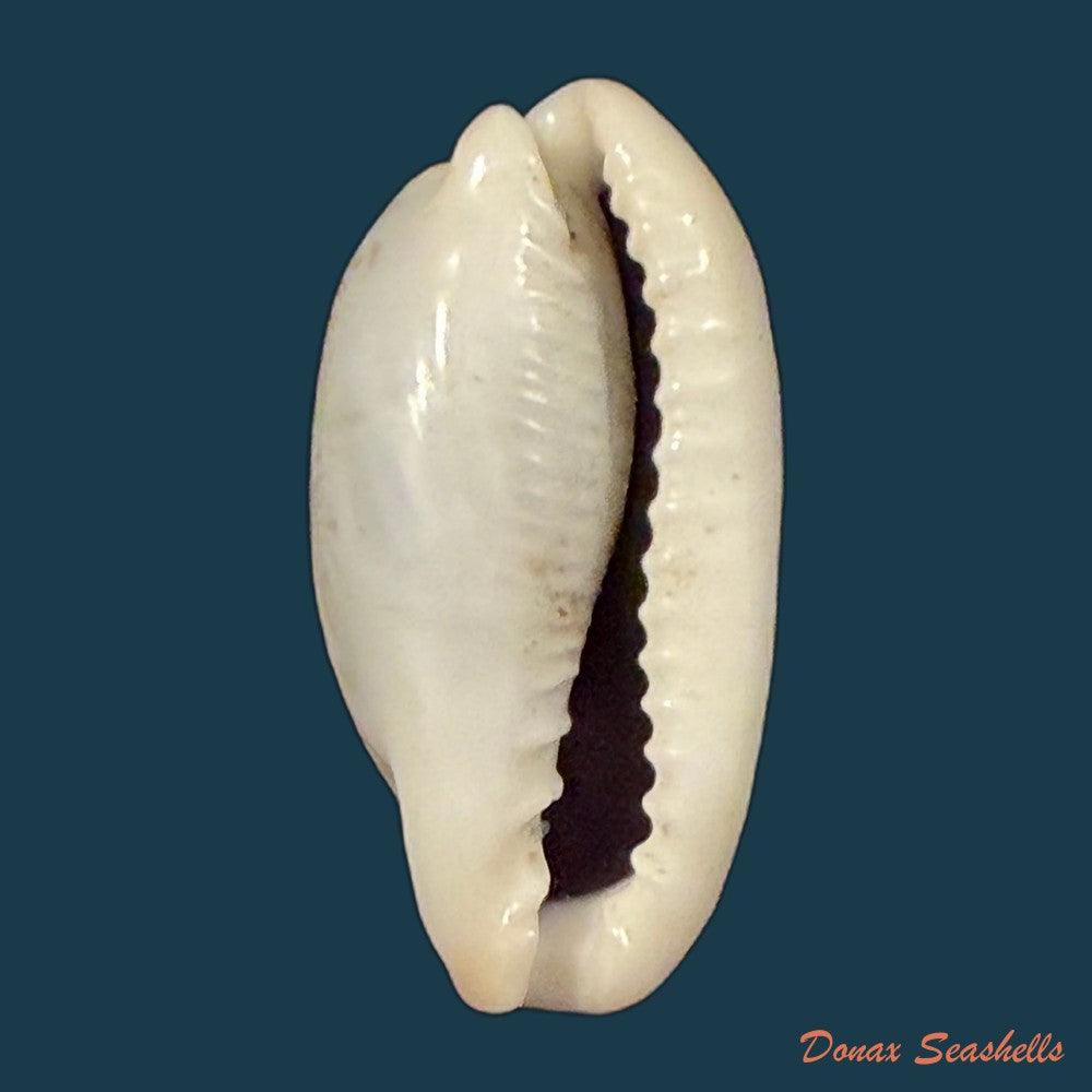 erronea-cylindrica-born-1778-31mm-copia