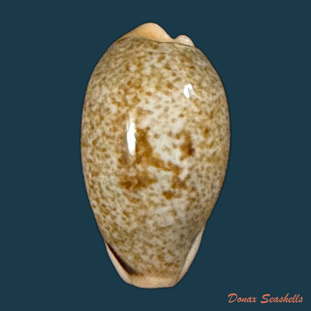 erronea-errones-linnaeus-1758-22-3mm-copia