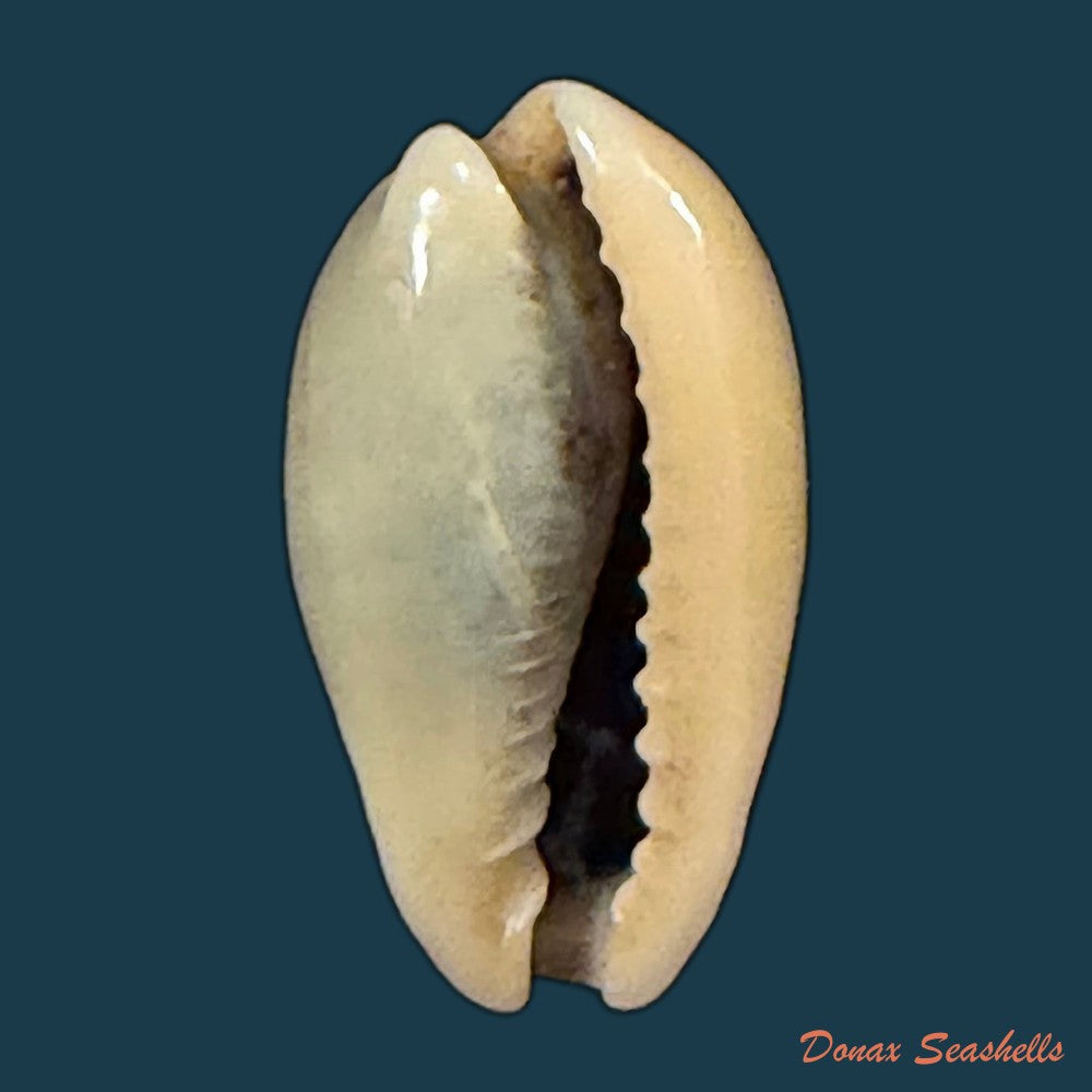 erronea-errones-linnaeus-1758-22-3mm-copia