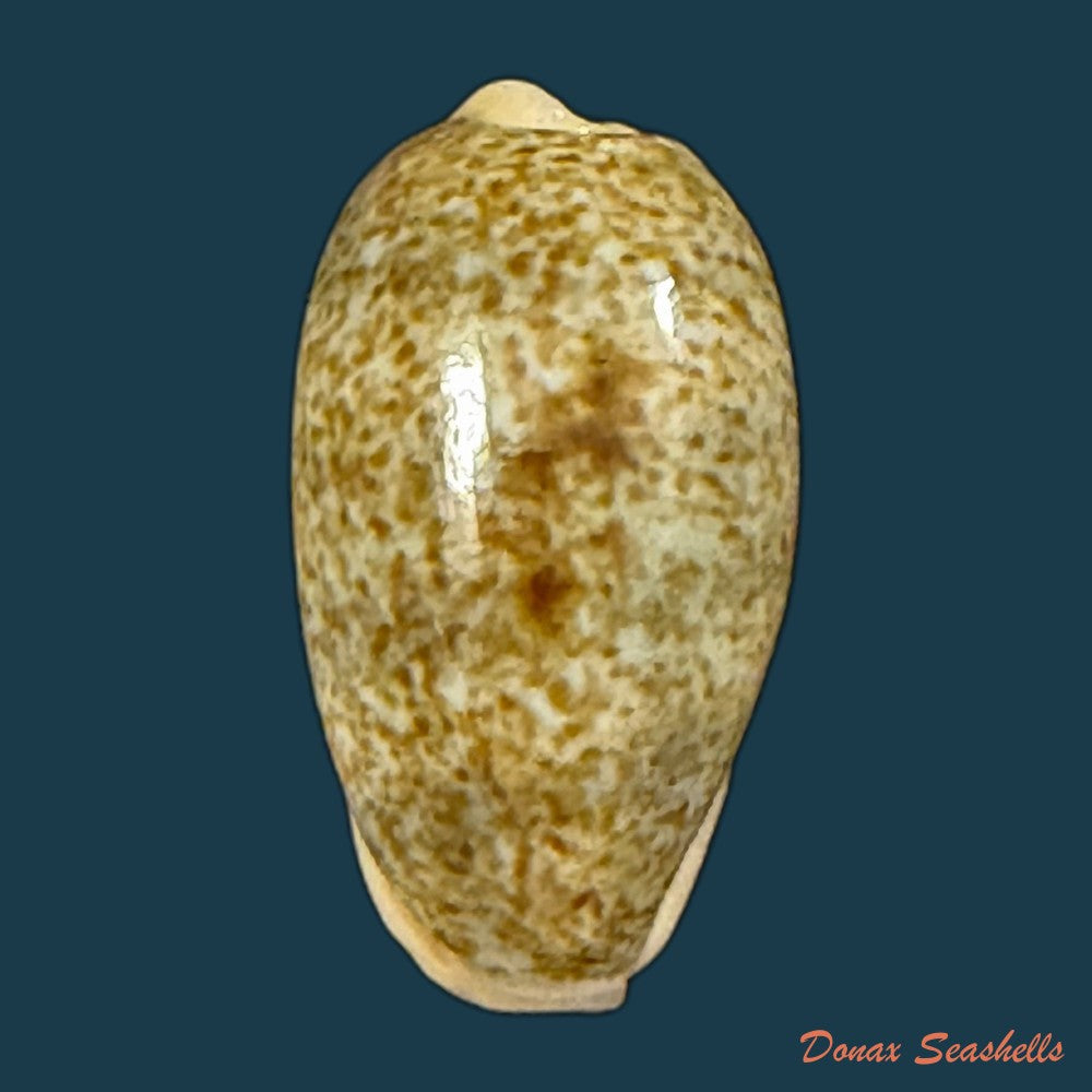 erronea-errones-linnaeus-1758-23-7mm-copia