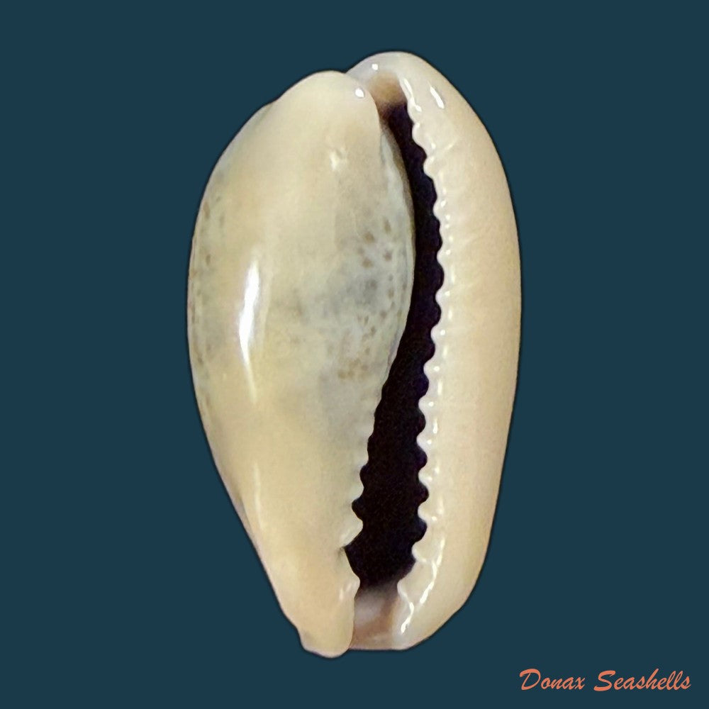 erronea-errones-linnaeus-1758-23-7mm-copia