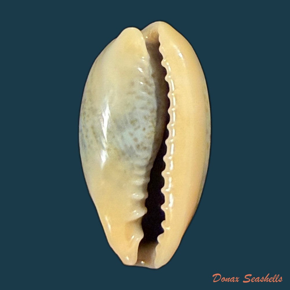 erronea-errones-linnaeus-1758-24mm-copia