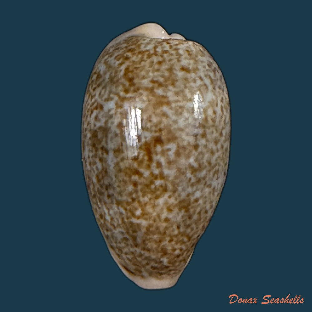 erronea-errones-linnaeus-1758-25-5mm-copia