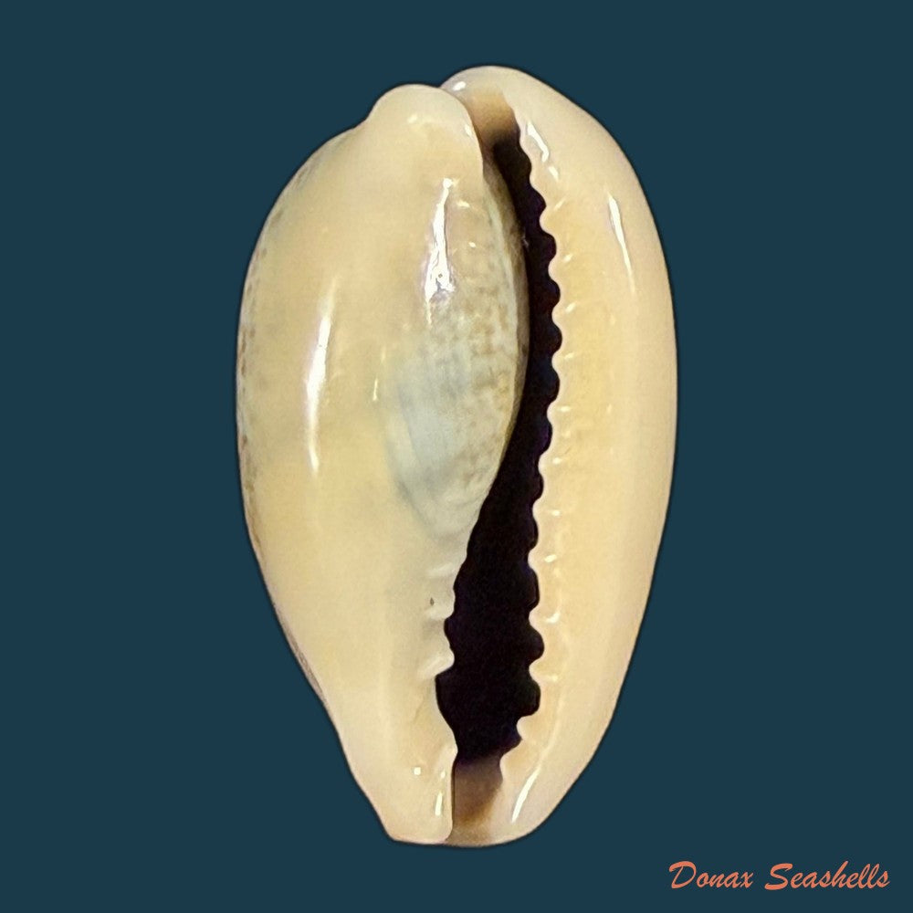 erronea-errones-linnaeus-1758-25-5mm-copia