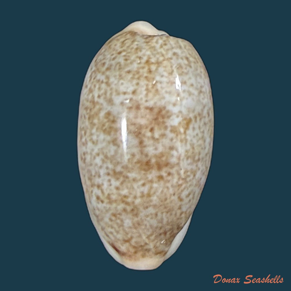 erronea-errones-linnaeus-1758-30-7mm-copia