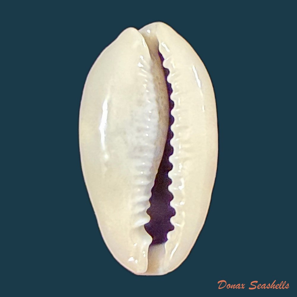 erronea-errones-linnaeus-1758-30-7mm-copia