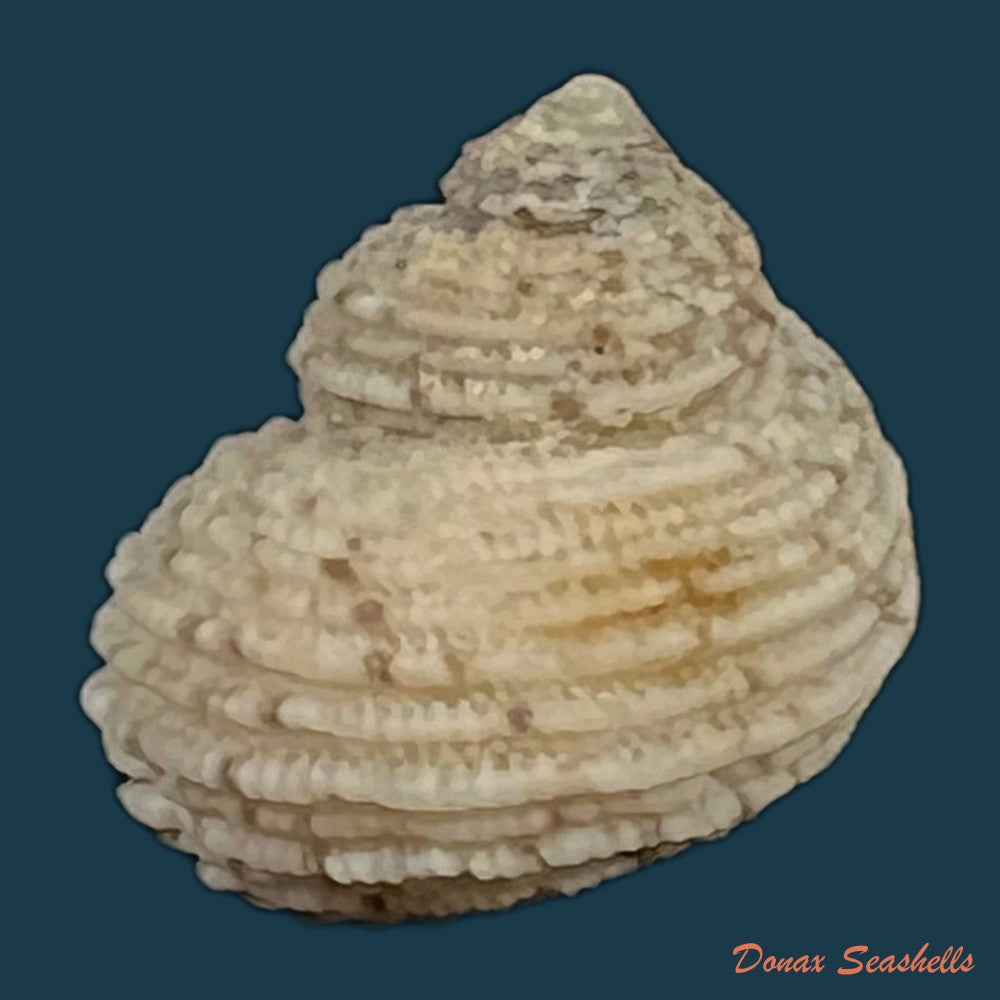 euchelus-asper-gmelin-1791-17-7mm-copia