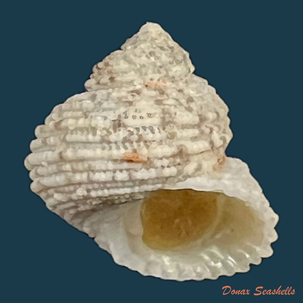 euchelus-asper-gmelin-1791-17-7mm-copia