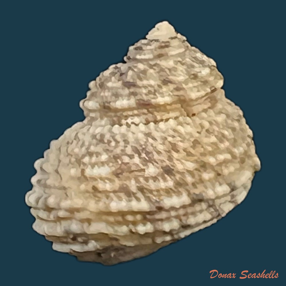 euchelus-asper-gmelin-1791-17-8mm-copia