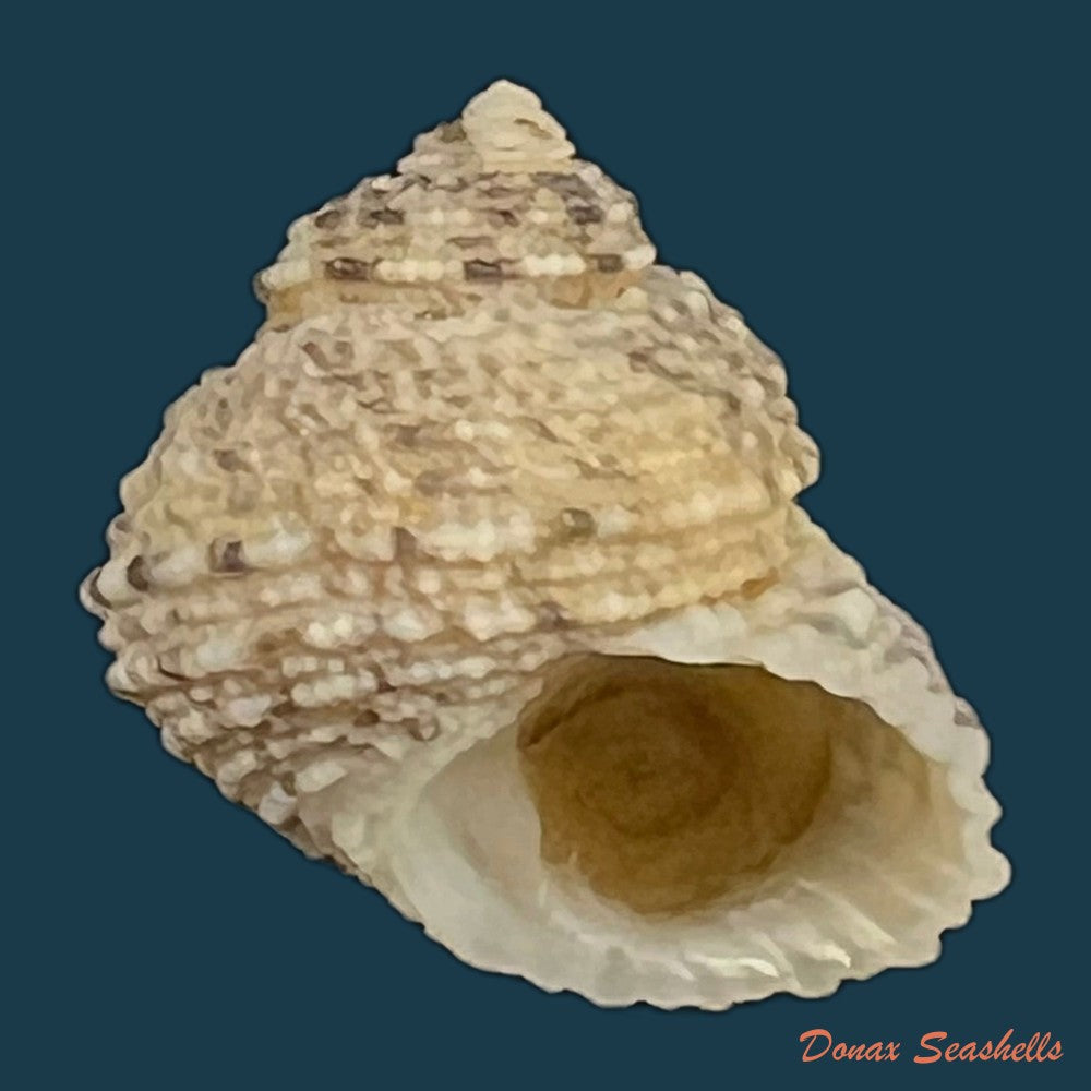 euchelus-asper-gmelin-1791-17-8mm-copia