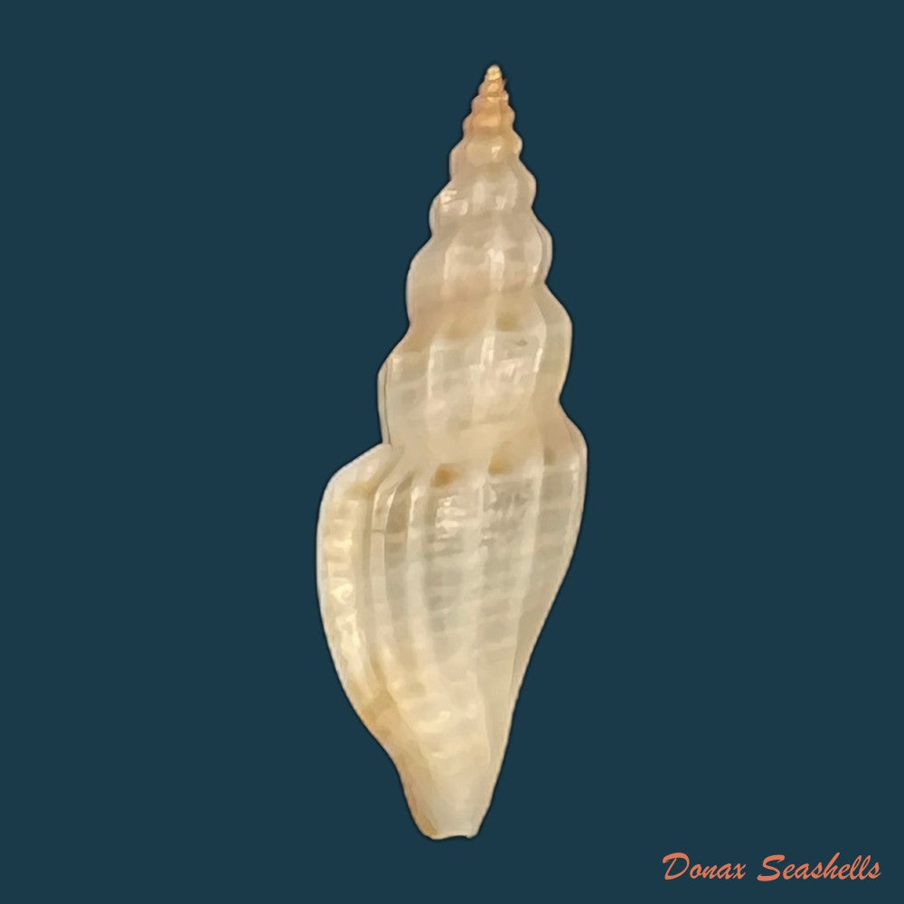 eucithara-marginelloides-reeve-1846-11-3mm-copia