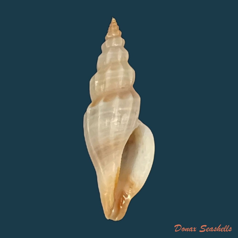 eucithara-marginelloides-reeve-1846-11-3mm-copia